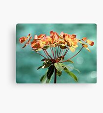 Euphorbia Leinwanddruck