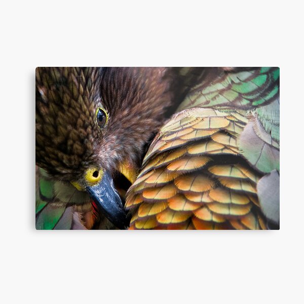 Primp Metal Print