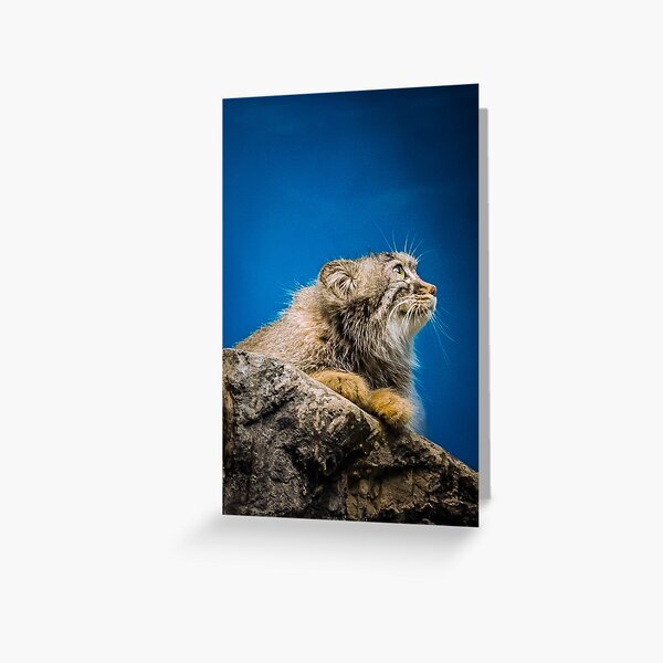Pallas Cat Greeting Card