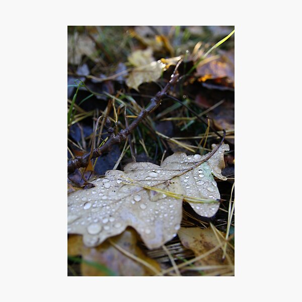Drops Photographic Print