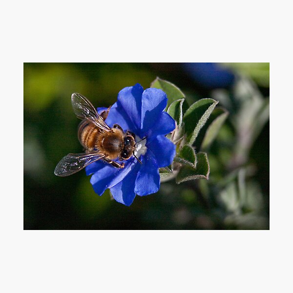 Bee-utiful Photographic Print