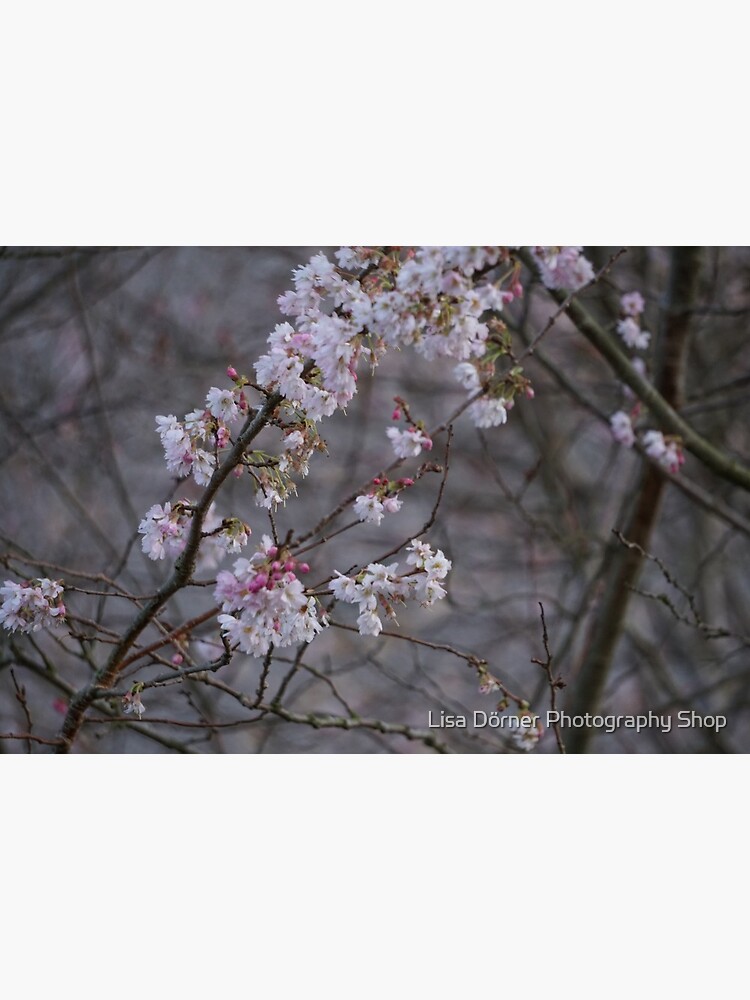 Winter Cherry Blossom Art Board Print By Lisakakapo Redbubble