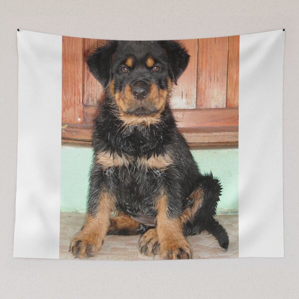 Item preview, A Discontented and Wet Rottweiler Puppy  designed and sold by taiche.