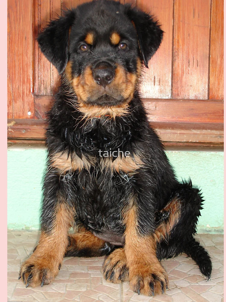 A Discontented and Wet Rottweiler Puppy 