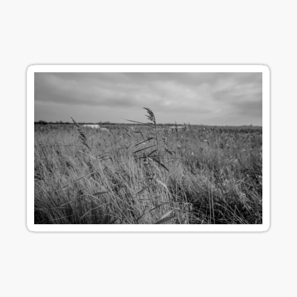 Item preview, Norfolk reed bed designed and sold by yackers1.