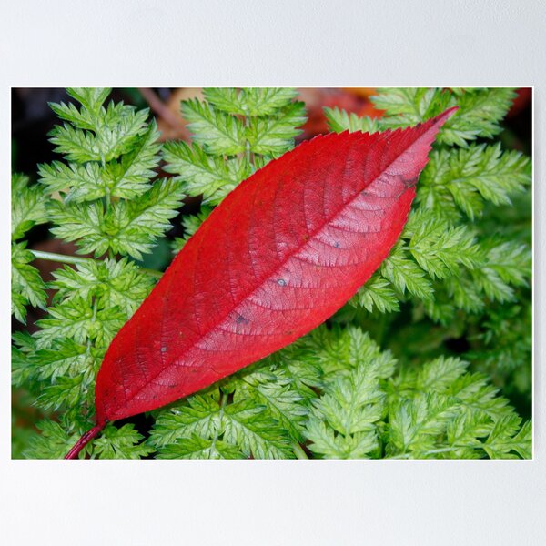 Item preview, Red Leaf designed and sold by AnnDixon.