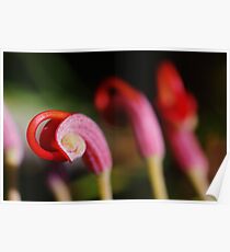 Red Grevillea Poster