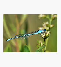 Azure Bluet Damselfly Photographic Print
