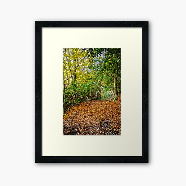 Along the Hawk Falls Trail Framed Art Print
