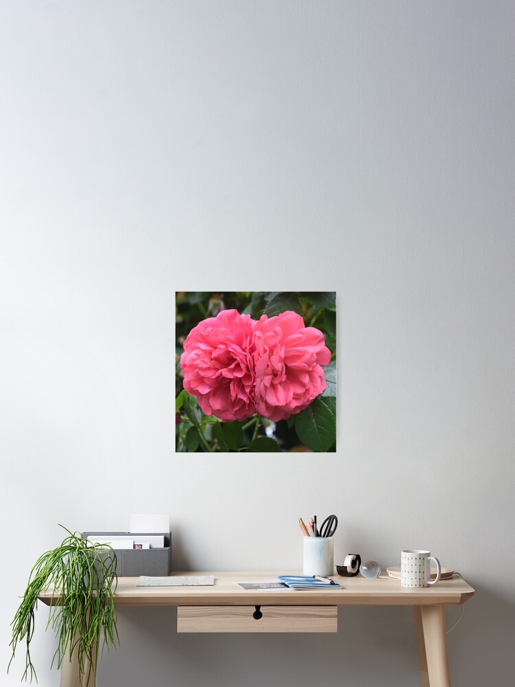 Póster «Dos peonías rosas» de Linnys-Designs | Redbubble