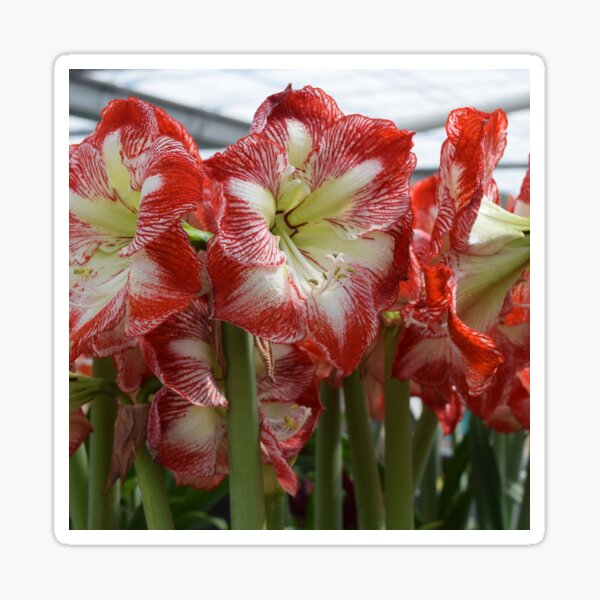 Item preview, Red lilies designed and sold by Linnys-Designs.