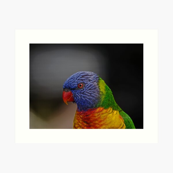 Rainbow Lorikeet portrait Art Print
