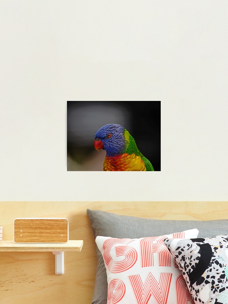 Thumbnail 1 of 3, Photographic Print, Rainbow Lorikeet portrait designed and sold by theoddshot.