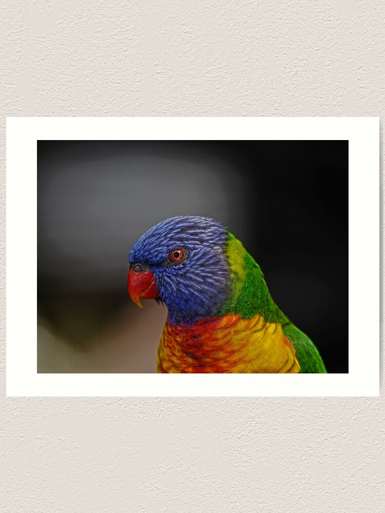 Thumbnail 1 of 3, Art Print, Rainbow Lorikeet portrait designed and sold by theoddshot.