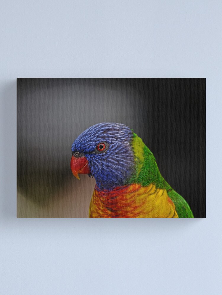 Thumbnail 1 of 3, Canvas Print, Rainbow Lorikeet portrait designed and sold by theoddshot.