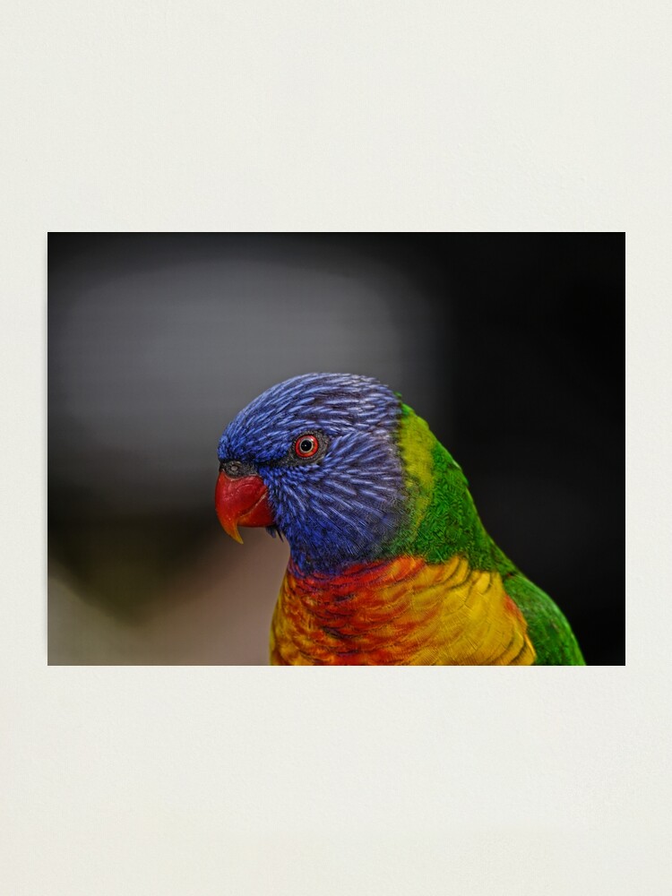 Alternate view of Rainbow Lorikeet portrait Photographic Print