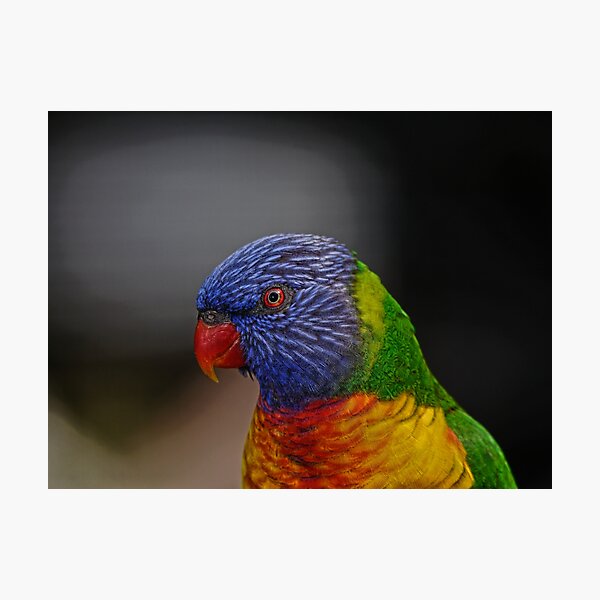 Photographic Print