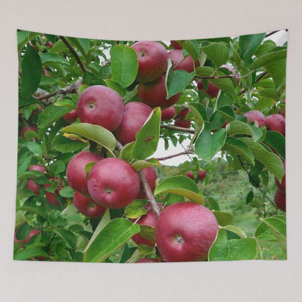 Item preview, Red Apples in Maine Orchard designed and sold by HilaryLeslie.