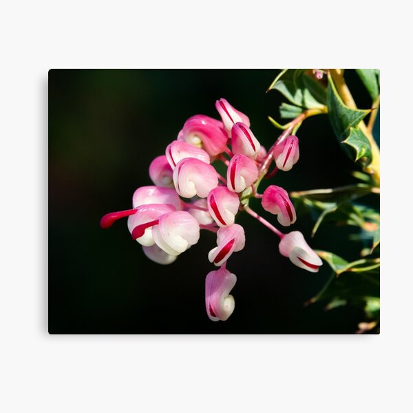 Item preview, Grevillea designed and sold by SallyB.Photography.
