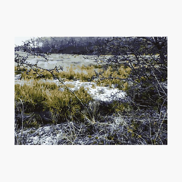 Frost Forest Photographic Print