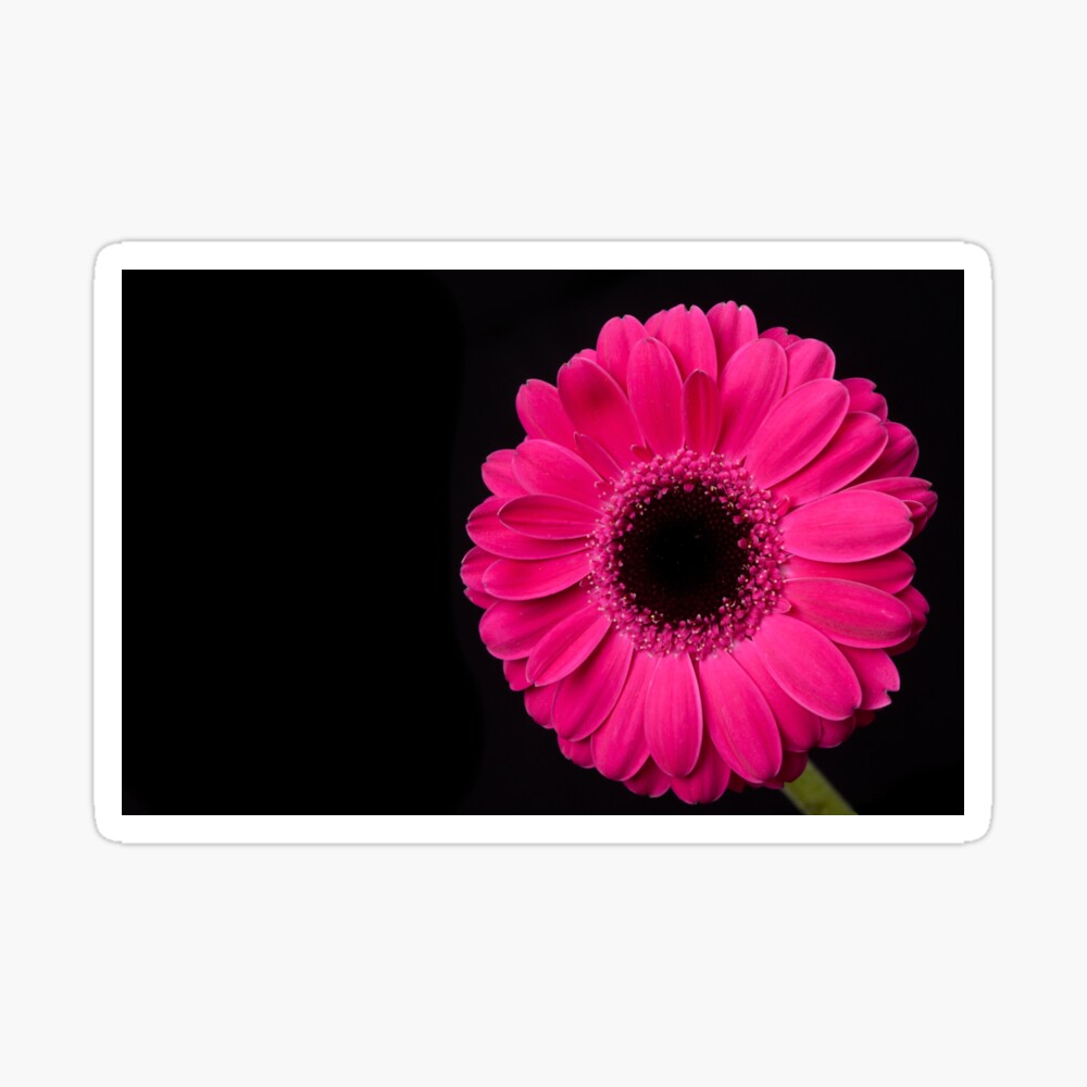 Pink Gerbera Pegatina
