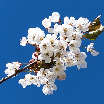 Vorschaubild zum Design Blüte von Katja LebenFreude