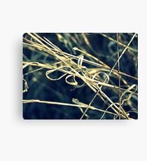Reed Abstract Canvas Print