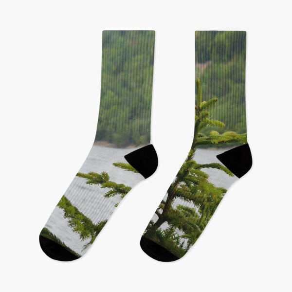 Item preview, Tree in Acadia National Park, Maine designed and sold by HilaryLeslie.