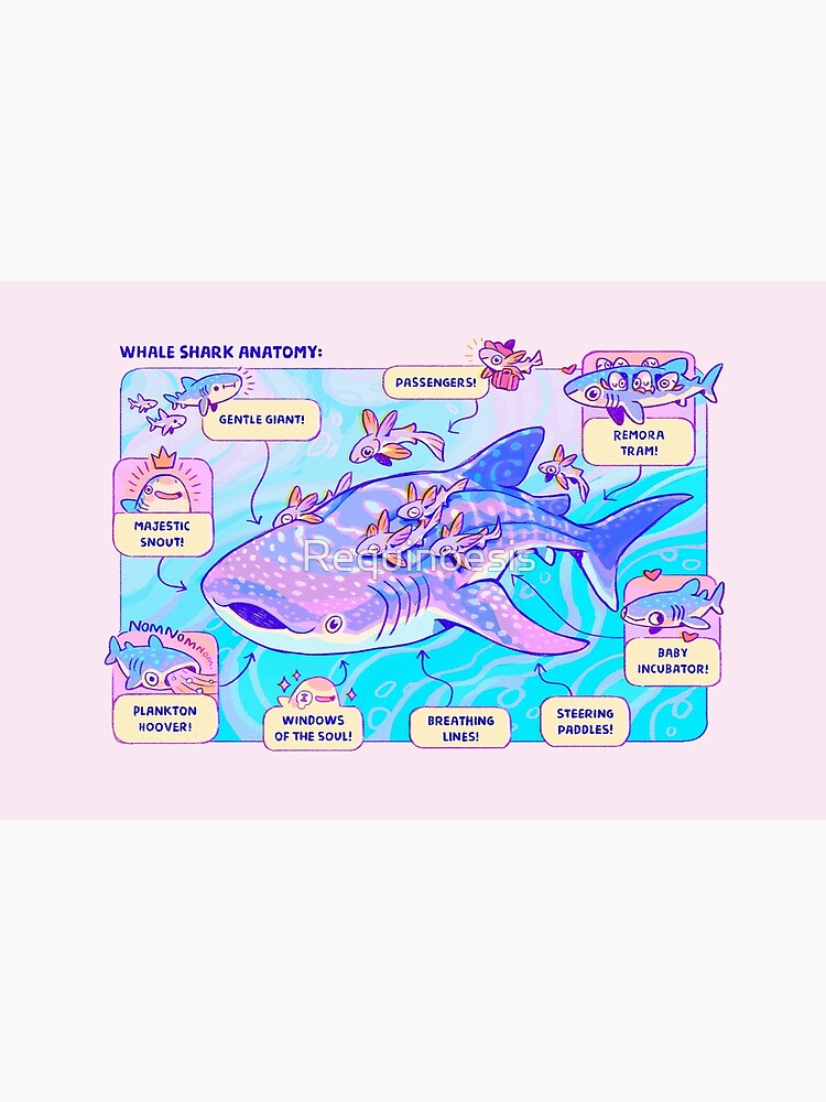 Whale Shark Anatomy by Requinoesis