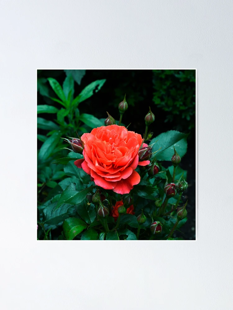 Thumbnail 1 of 3, Poster, First Bloom designed and sold by Ramina-Nymph.