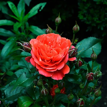 Artwork thumbnail, First Bloom by Ramina-Nymph