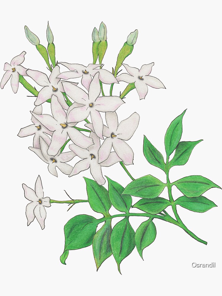Jasminum officinale, mirrored by Osrandil
