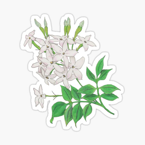 Jasminum officinale, mirrored Sticker