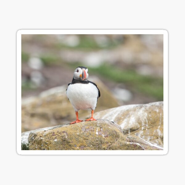 Puffin Photography Sticker