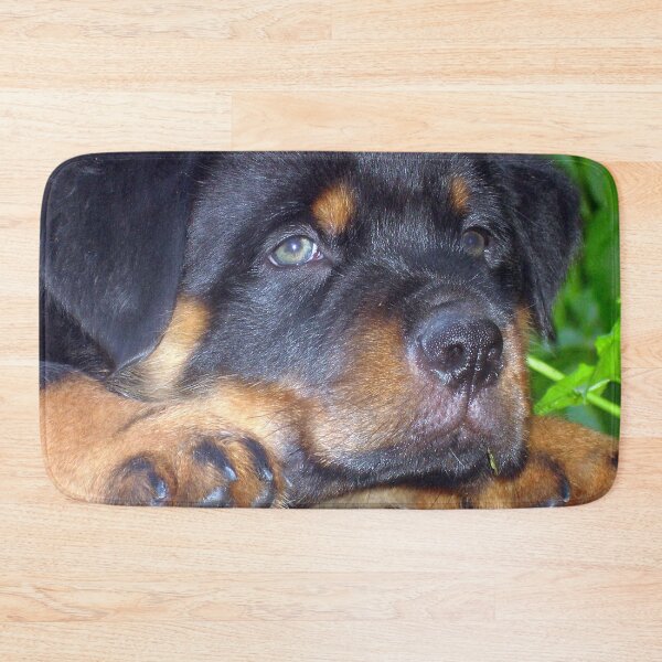 Item preview, Photographic Portrait Of A Young Male Rottweiler designed and sold by taiche.
