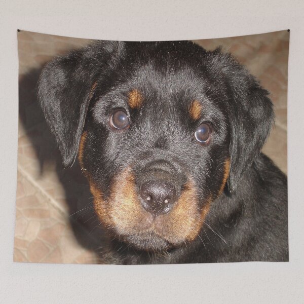 Item preview, Adorable Rottweiler Puppy Making Eye Contact designed and sold by taiche.