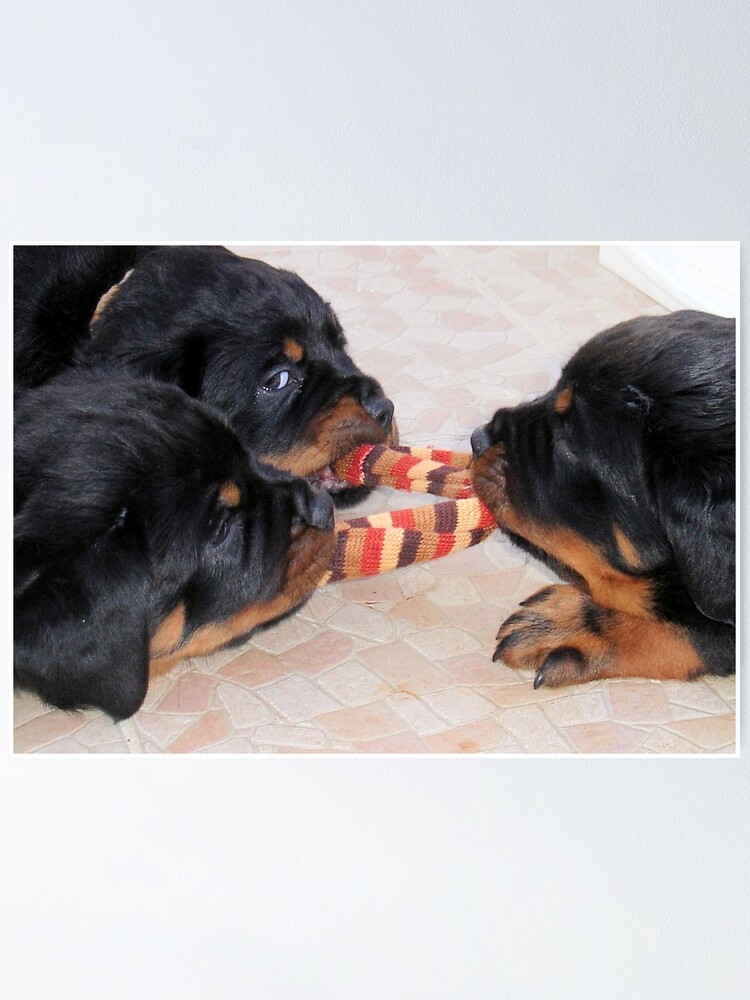 rottweiler tug of war