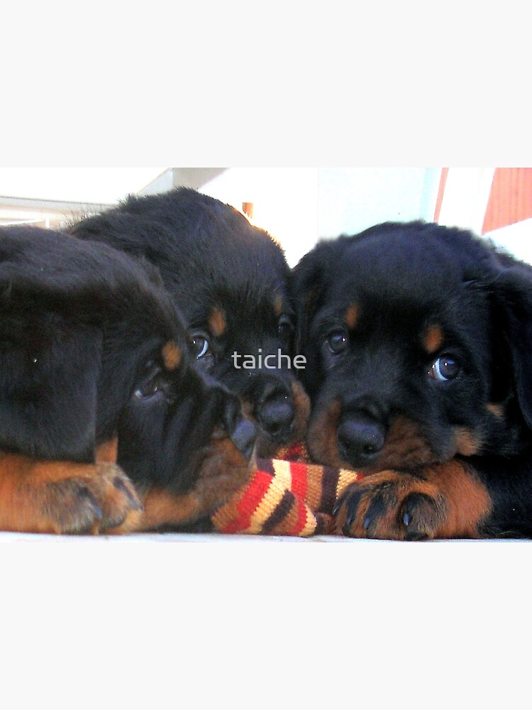 Three Rottweiler Puppies Playing Tug Poster