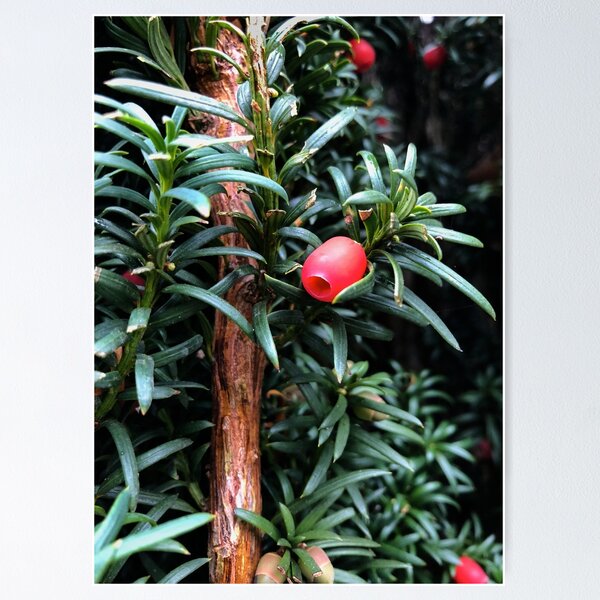 Item preview, Yew Tree Berries designed and sold by smileyface624.