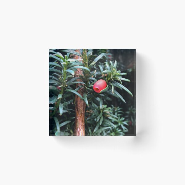 Item preview, Yew Tree Berries designed and sold by smileyface624.