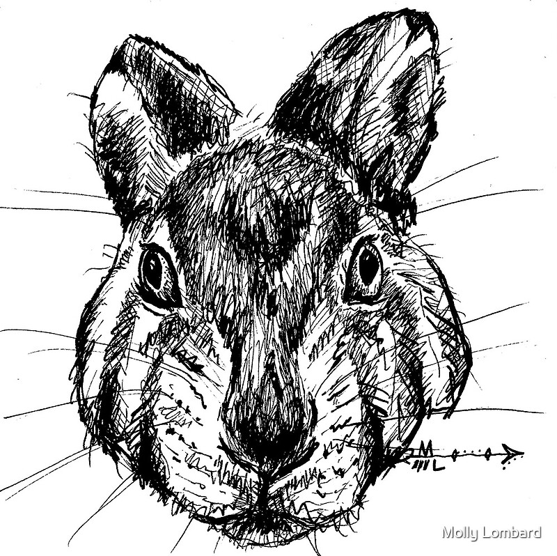"The Rabbit Ink Drawing" by Molly Lombard Redbubble