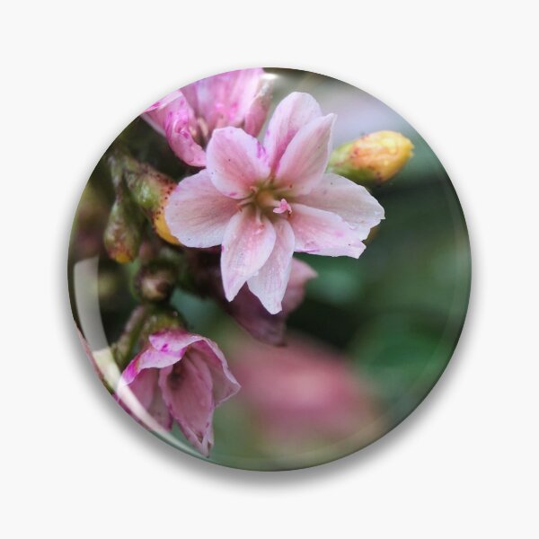 Item preview, Rockery succulent in the rain designed and sold by Barbitastic.