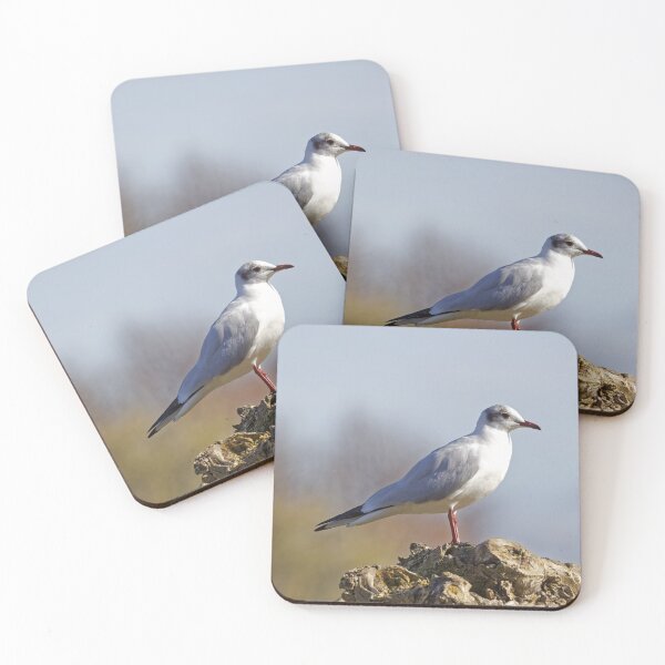 Item preview, Black-headed Gull (Larus ridibundus) designed and sold by Andy Harker.
