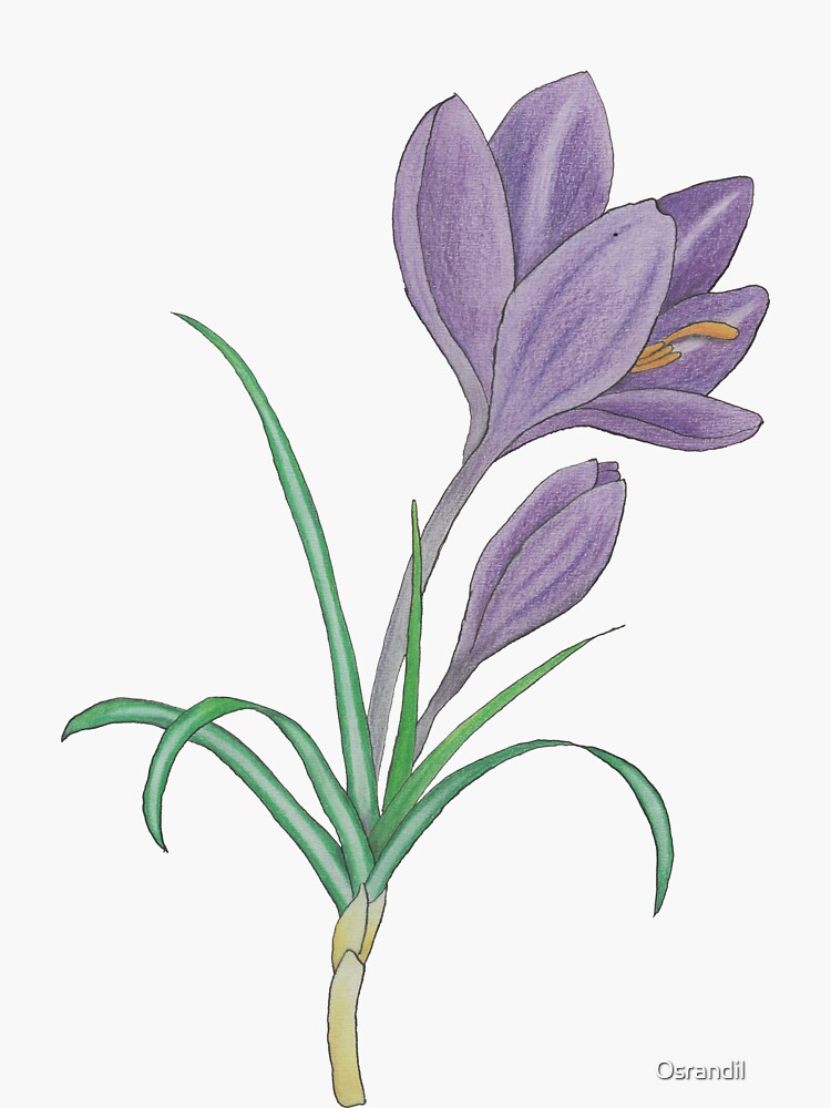 Crocus tommasinianus by Osrandil