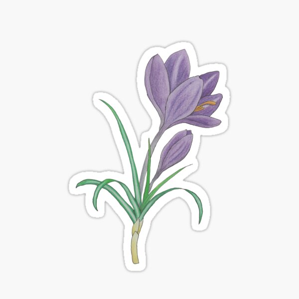 Crocus tommasinianus Sticker