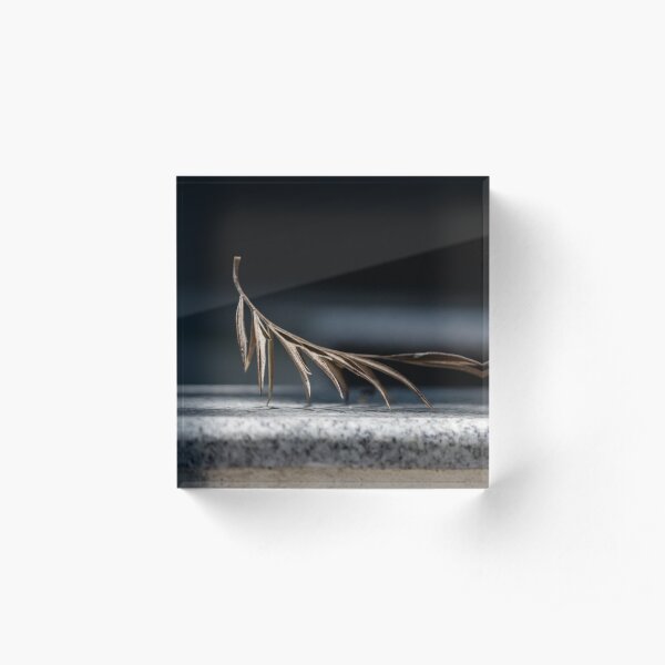 Minimalist photography of a dried leaf Acrylic Block
