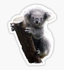 Koala Sticker
