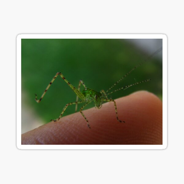 Me & Young Katydid Sticker