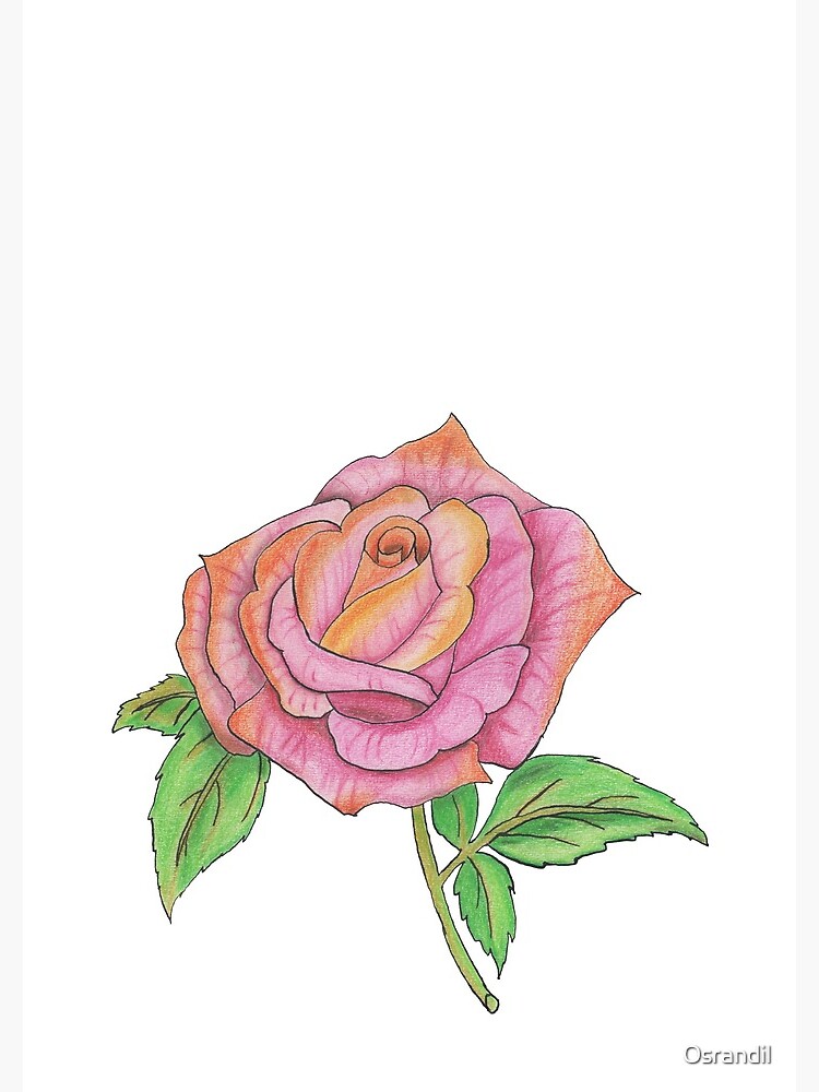 Colorful Rose by Osrandil