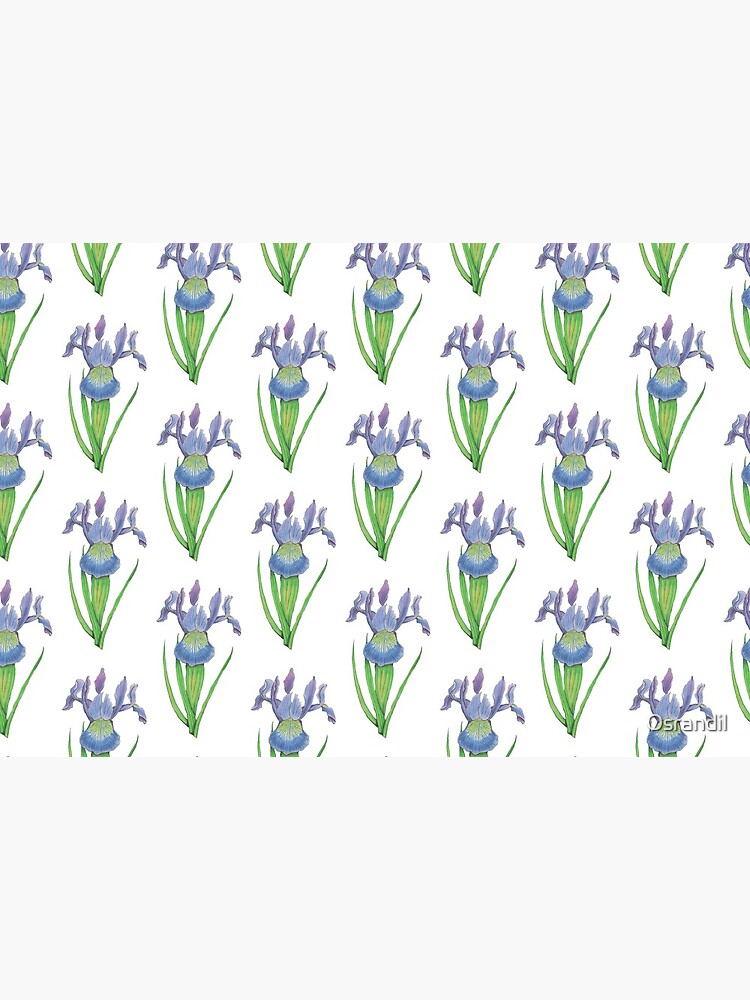 Iris versicolor by Osrandil